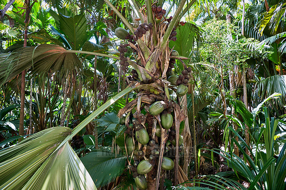Huge nuts of Coco de mer palm tree in Vallee de Mai, Praslin