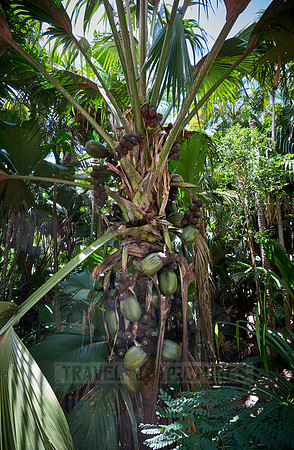 Huge nuts of Coco de mer palm tree in Vallee de Mai, Praslin