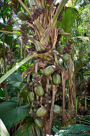 Vallee de Mai, Praslin