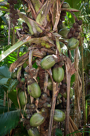 Huge nuts of Coco de mer palm tree in Vallee de Mai, Praslin