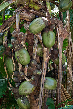 Huge nuts of Coco de mer palm tree in Vallee de Mai, Praslin