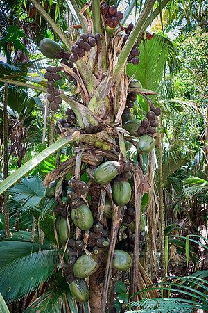 Huge nuts of Coco de mer palm tree in Vallee de Mai, Praslin