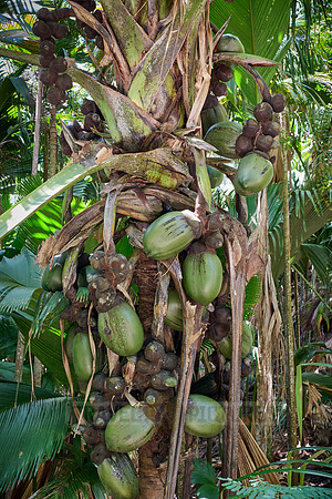 Huge nuts of Coco de mer palm tree in Vallee de Mai, Praslin