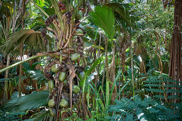 Huge nuts of Coco de mer palm tree in Vallee de Mai, Praslin