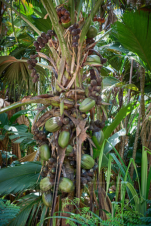 Huge nuts of Coco de mer palm tree in Vallee de Mai, Praslin