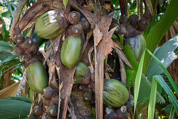 Huge nuts of Coco de mer palm tree in Vallee de Mai, Praslin