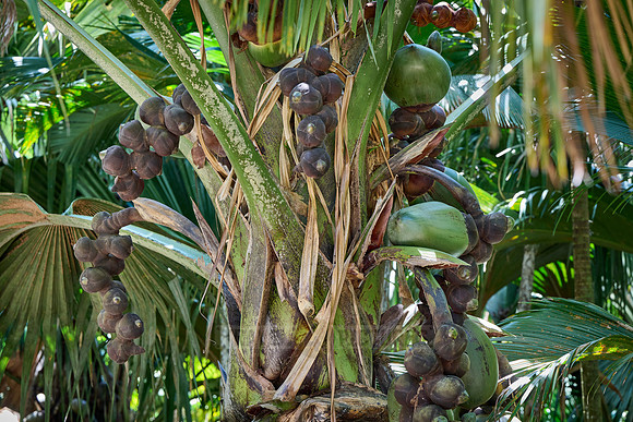 Huge nuts of Coco de mer palm tree in Vallee de Mai, Praslin