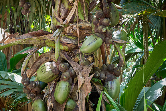 Huge nuts of Coco de mer palm tree in Vallee de Mai, Praslin