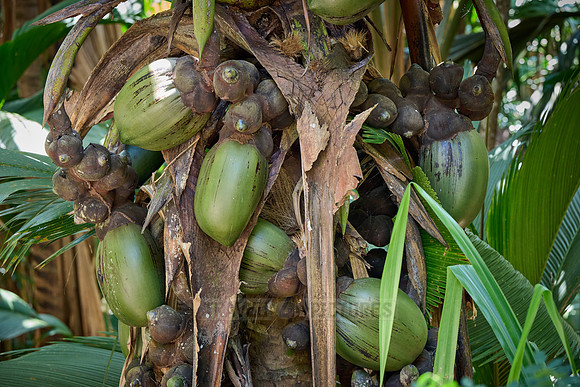 Huge nuts of Coco de mer palm tree in Vallee de Mai, Praslin