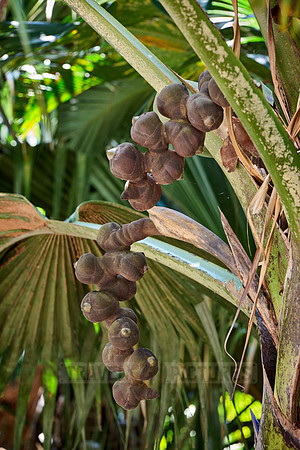 Vallee de Mai, Praslin