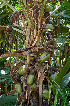 Huge nuts of Coco de mer palm tree in Vallee de Mai, Praslin