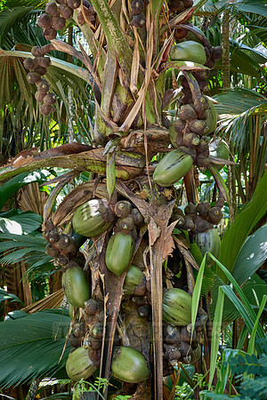 Huge nuts of Coco de mer palm tree in Vallee de Mai, Praslin