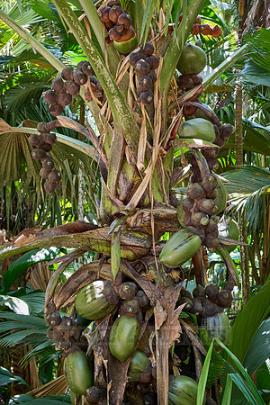 Huge nuts of Coco de mer palm tree in Vallee de Mai, Praslin