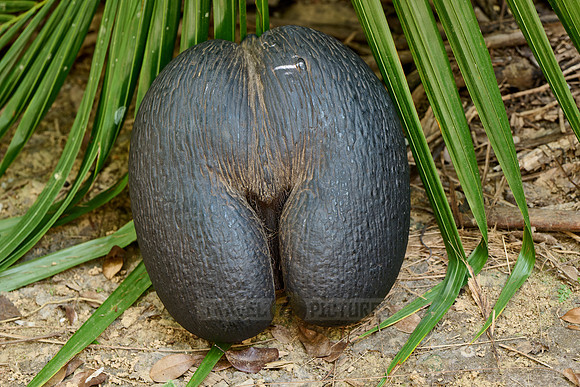 Huge nuts of Coco de mer palm tree in Vallee de Mai, Praslin