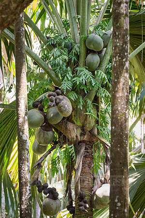 Huge nuts of Coco de mer palm tree in Vallee de Mai, Praslin