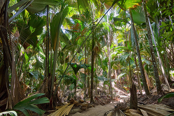 Vallee de Mai, Praslin
