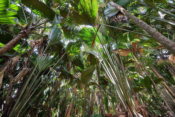 Vallee de Mai, Praslin