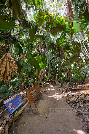 Vallee de Mai, Praslin