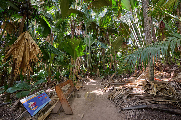 Vallee de Mai, Praslin