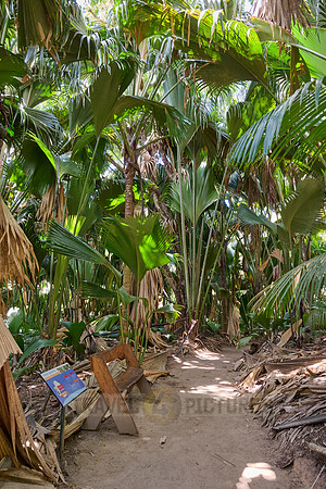 Vallee de Mai, Praslin