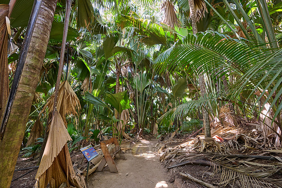 Vallee de Mai, Praslin