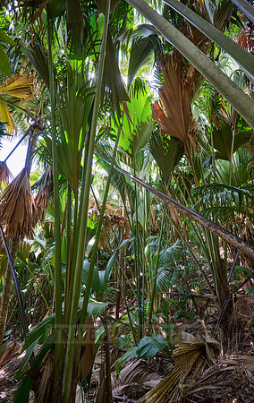 Vallee de Mai, Praslin