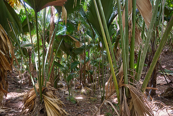 Vallee de Mai, Praslin