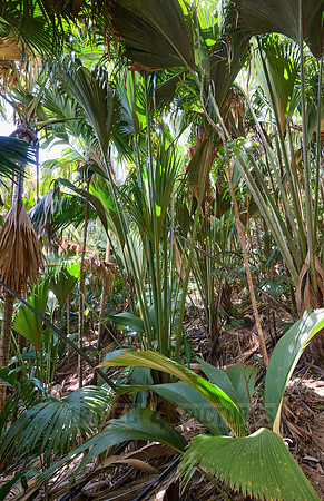 Vallee de Mai, Praslin