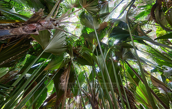 Vallee de Mai, Praslin