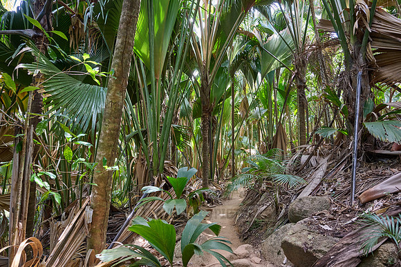Vallee de Mai, Praslin
