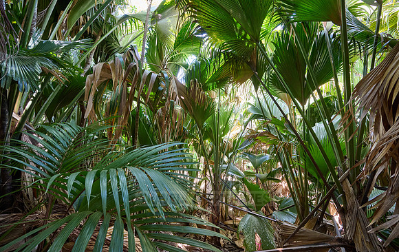 Vallee de Mai, Praslin