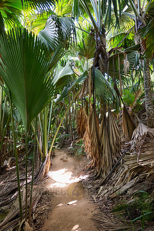 Vallee de Mai, Praslin