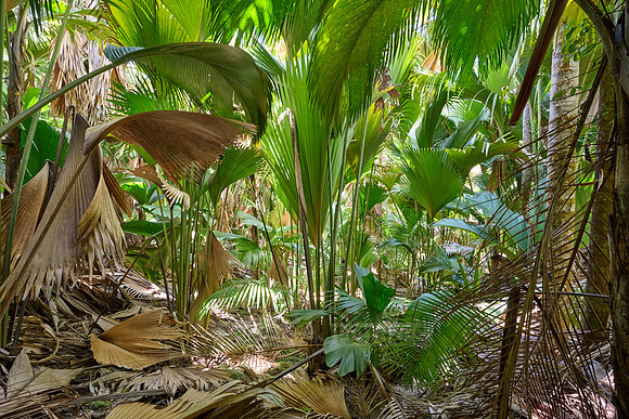 Vallee de Mai, Praslin