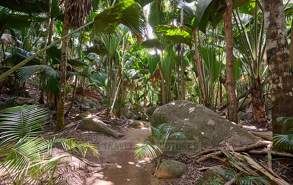Vallee de Mai, Praslin