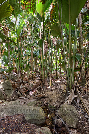 Vallee de Mai, Praslin
