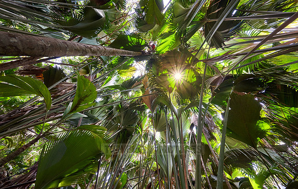 Vallee de Mai, Praslin