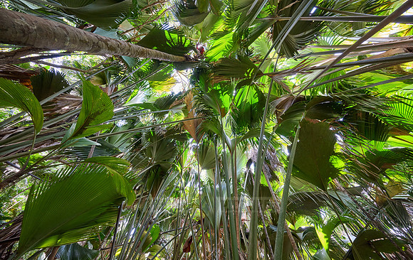 Vallee de Mai, Praslin