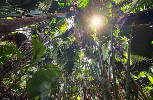 Vallee de Mai, Praslin