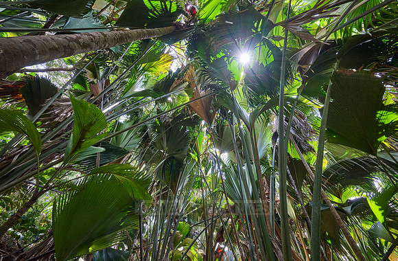 Vallee de Mai, Praslin