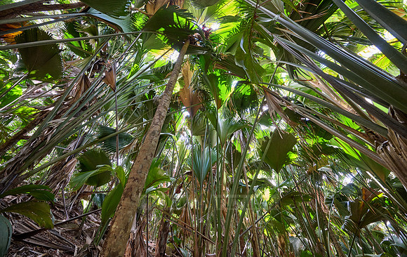 Vallee de Mai, Praslin
