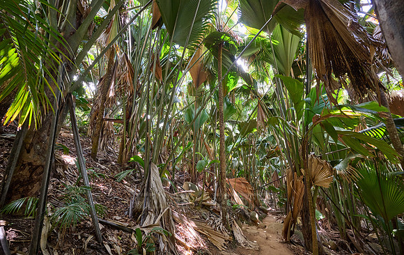 Vallee de Mai, Praslin