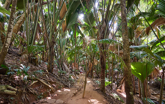 Vallee de Mai, Praslin