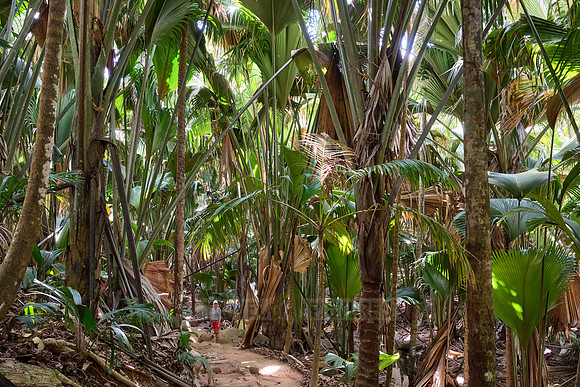 Vallee de Mai, Praslin