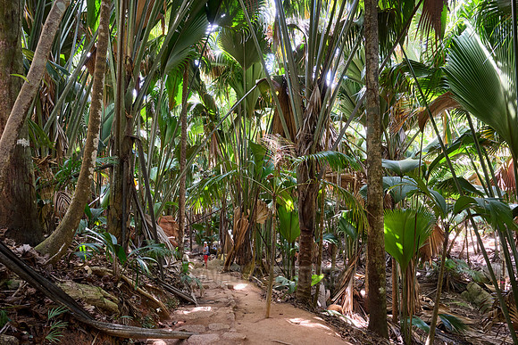 Vallee de Mai, Praslin