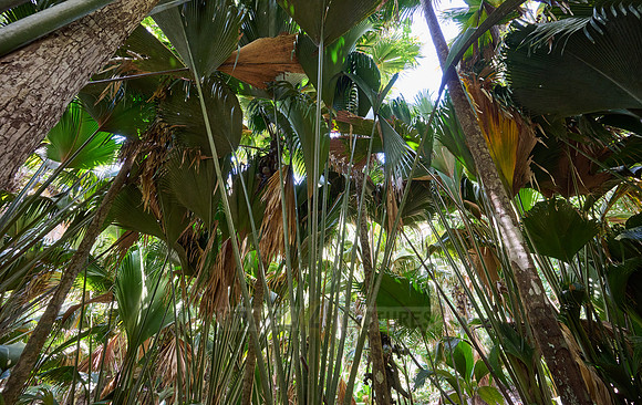 Vallee de Mai, Praslin