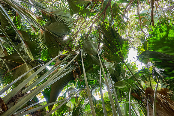 Vallee de Mai, Praslin