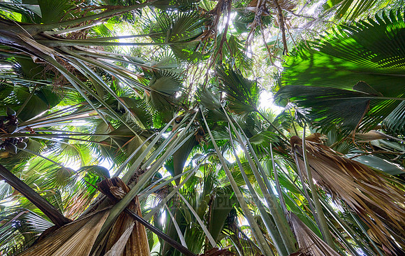 Vallee de Mai, Praslin