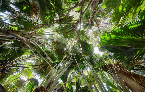 Vallee de Mai, Praslin