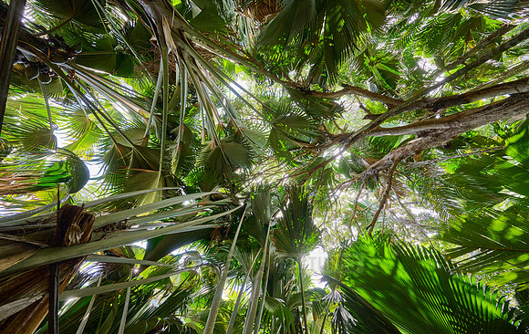Vallee de Mai, Praslin