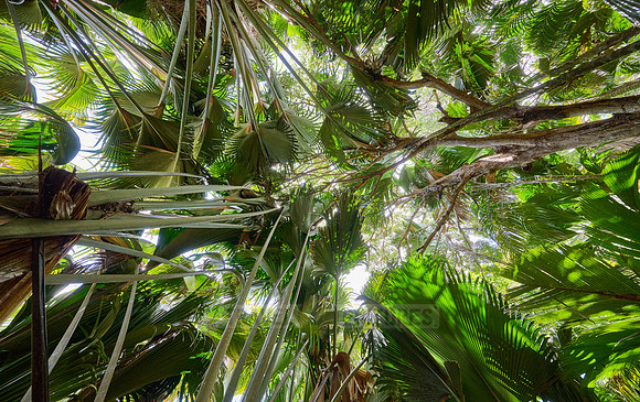 Vallee de Mai, Praslin